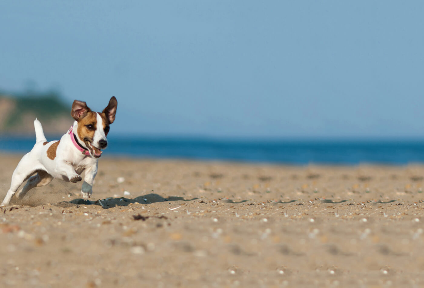 dog-friendly beaches