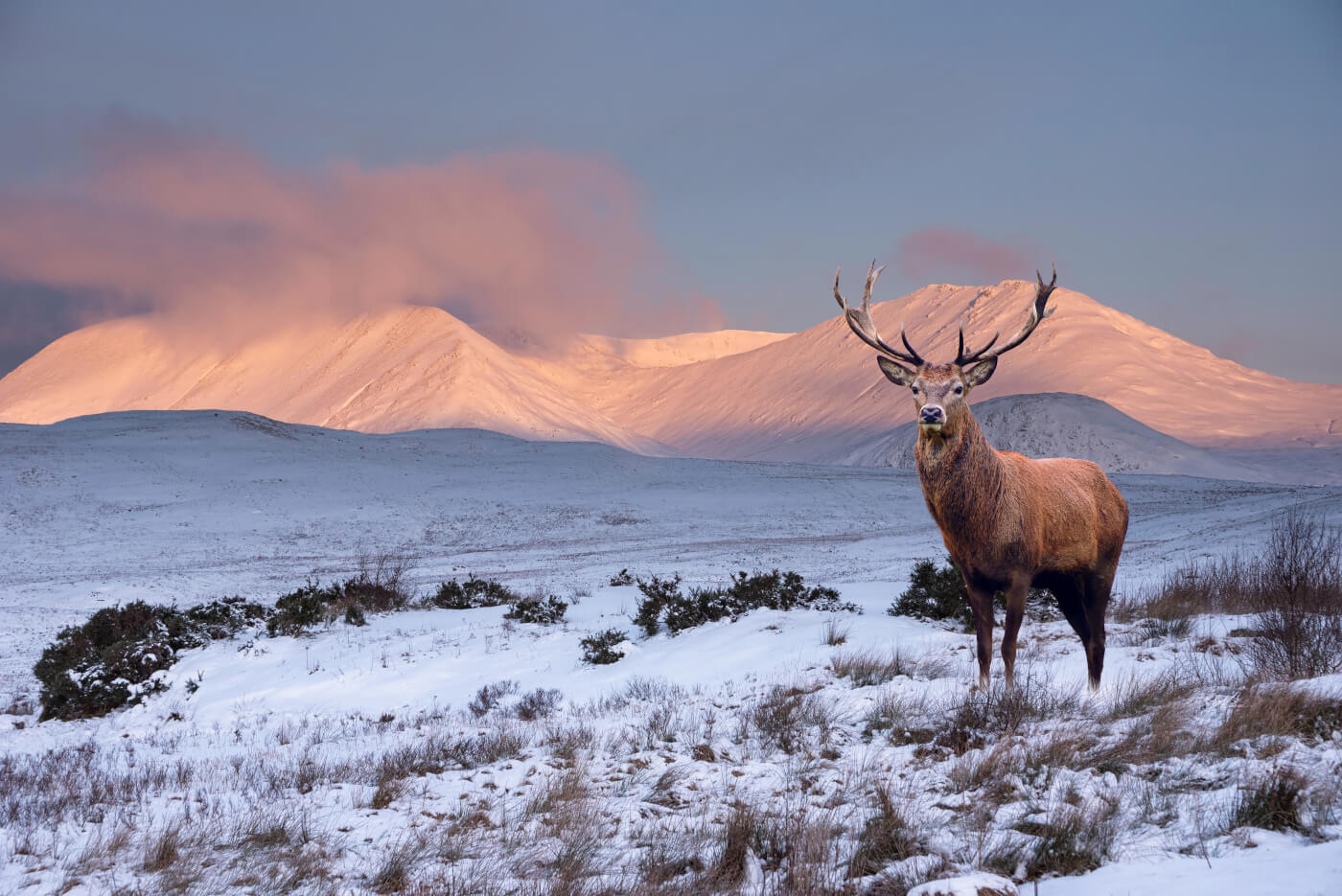 Scottish Animals